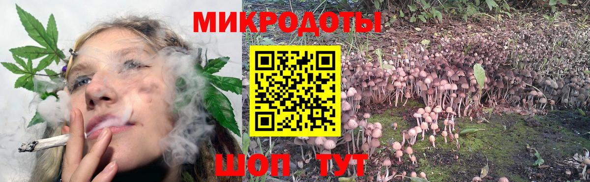 Галлюциногенные грибы Psilocybe Нерюнгри
